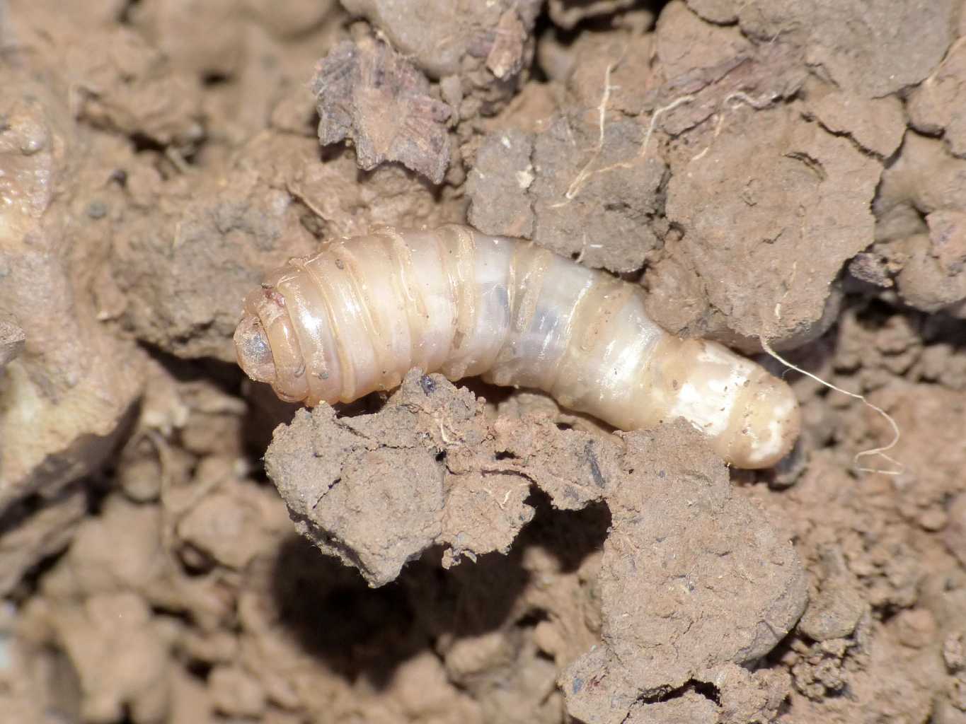 Larva di tabanidae?